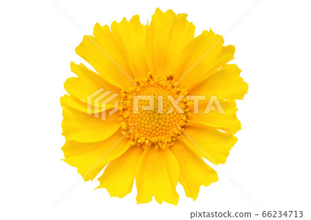 [鳳頭雛菊]（深度合成） 66234713