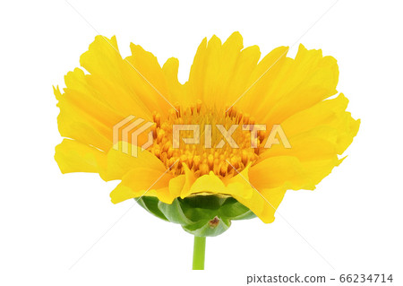 [Crested daisies] (depth synthesis) 66234714