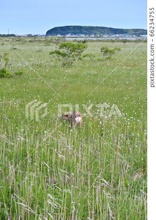 Ezo deer walking through Kiritappu Wetland Ezo deer walking through Kiritappu Wetland 66234755