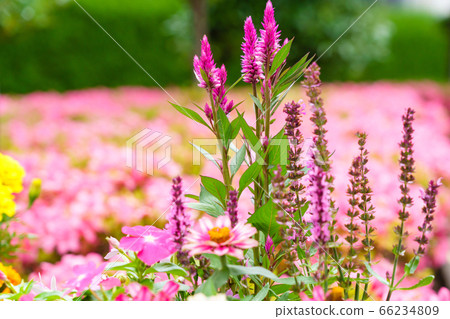 Flower bed of blooming nogate Flower bed of blooming nogate 66234809
