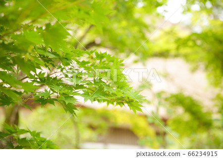 藍葉 66234915