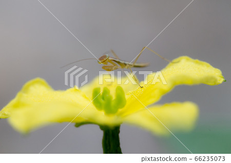 Bitter melon and mantis 66235073