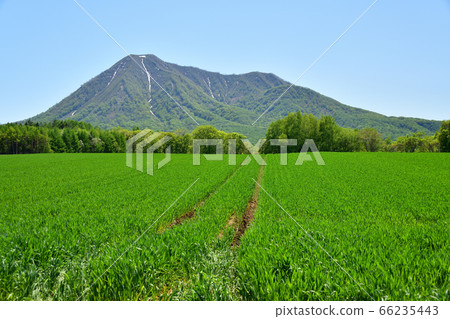 Shooting lush scenery of Mt.Shiribetsu and wheat fields in Kyogoku-cho, Hokkaido in early summer Shooting lush scenery of Mt.Shiribetsu and wheat fields in Kyogoku-cho, Hokkaido in early summer 66235443