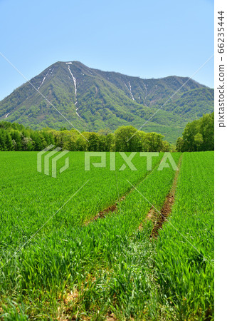 Shooting lush scenery of Mt.Shiribetsu and wheat fields in Kyogoku-cho, Hokkaido in early summer 66235444