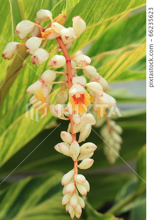 月亮桃初夏花 月亮桃初夏花 66235623