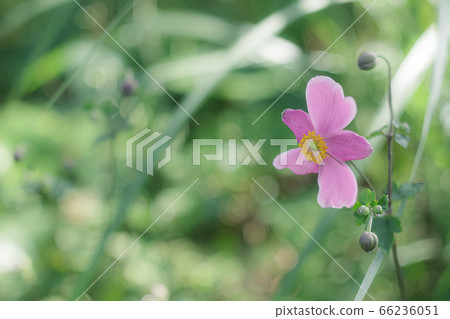 Shumei-giku that has begun to bloom 66236051