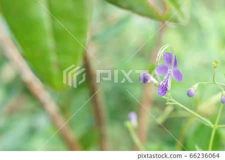 小小書法 66236064