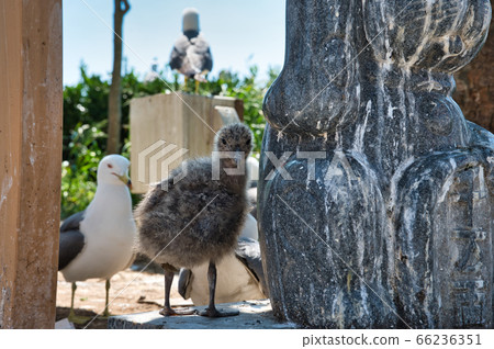Parenting of sea cucumber Parenting of sea cucumber 66236351
