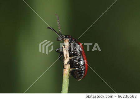 Creature Insect Yellow leaf beetle, head, stomach, legs and antennas are black. The point to distinguish this 66236568