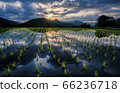 Rice fields in the sky 66236718