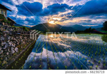 Rice fields in the sky 66236719