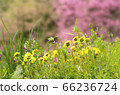 Futanda Spring 66236724
