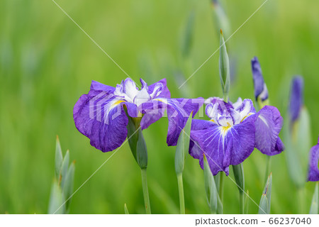 Iris flower Iris flower 66237040