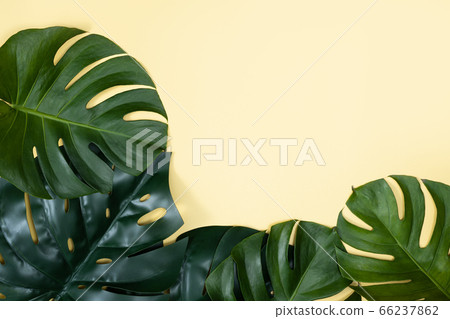 熱帶葉背景熱帶樹葉 照片素材 圖片 圖庫 熱帶葉背景熱帶樹葉 照片素材 圖片 圖庫