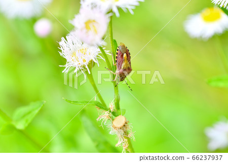 Bee whale bug 66237937