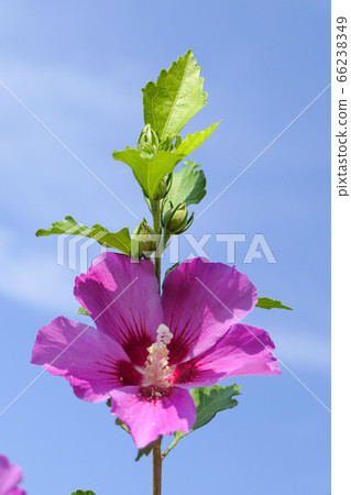 A beautiful pink flower with a blue sky in the A beautiful pink flower with a blue sky in the 66238349