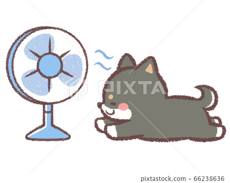 Black Shiba Inu hitting the fan 66238636