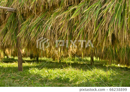 水稻收割 66238899