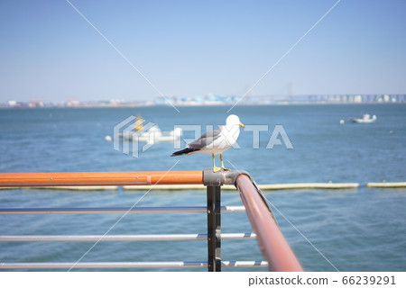 Seagull Seagull 66239291