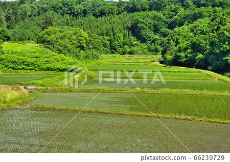 里山風景初夏山稻田 照片素材 圖片 圖庫