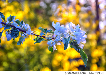 Blooming branch of an Apple tree on a yellow background, bursting birch leaves. Close up Blooming branch of an Apple tree on a yellow background, bursting birch leaves. Close up 66239930