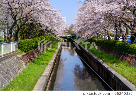Row of cherry trees 66240383