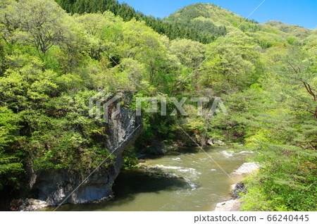新鮮的綠色Katashina谷（Fukiwari谷）[群馬縣沼田市] 66240445