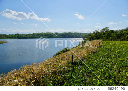 Holocayanto 66240490