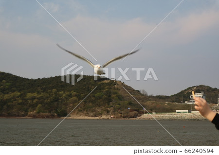 海鷗沖向蝦罐 海鷗沖向蝦罐 66240594
