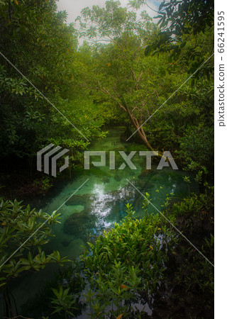 Abundance of mangrove forest in Thailand Abundance of mangrove forest in Thailand 66241595