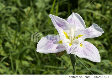 White Hana shio 66241825