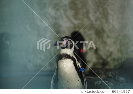 Penguin with sharp eyes Penguin with sharp eyes 66241937