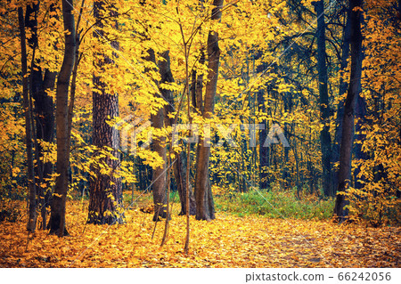 Pathway in autumn forest 66242056