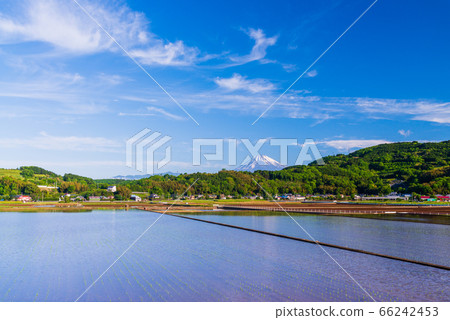 （靜岡縣）從伊豆丹娜盆地開始種植水稻的富士山 66242453