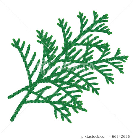 Illustration of Hiba (Hinoki Asunaro) _ leaf 66242636