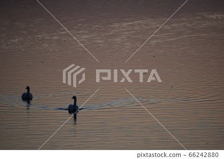 Swans swimming in the lake at twilight Swans swimming in the lake at twilight 66242880