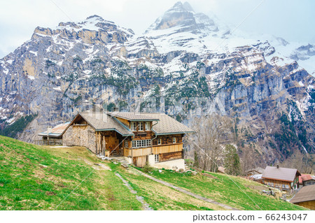 Beautiful view of landscape in the Alps at gimmelwald & murren villages in Switzerland. Green field & golden flower with snow-covered mountain in background. 66243047