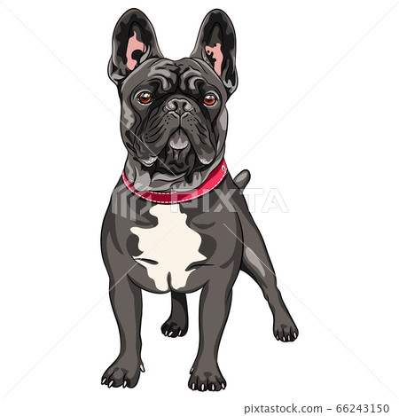 vector black dog French Bulldog vector black dog French Bulldog 66243150