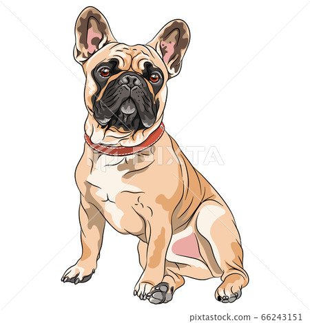 vector fawn dog French Bulldog vector fawn dog French Bulldog 66243151
