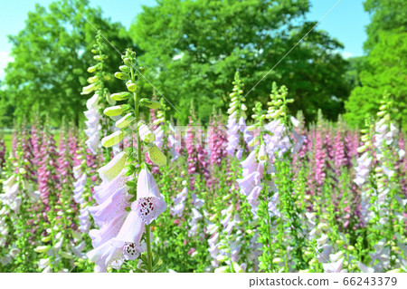 洋地黃殖民地 66243379