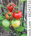 番茄栽培 66243716