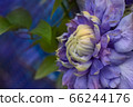 Blooming clematis "Blue Light", macro close-up 66244176
