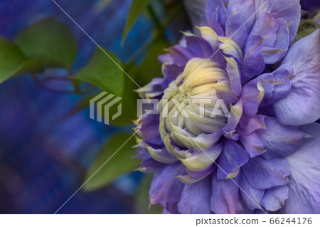 Blooming clematis "Blue Light", macro close-up Blooming clematis "Blue Light", macro close-up 66244176