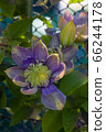 Blooming clematis "Blue Light"  66244178