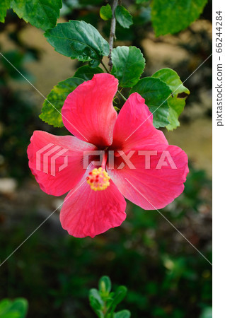 Hibiscus rosa-sinensis is a genus of flowering plants in the mallow family, Malvaceae. It was a Malaysian national flower.  66244284