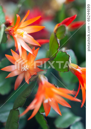 schlumbergera plant in blossom, red and pink 66244699