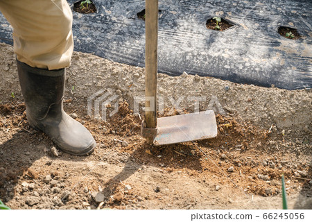 Field and straw 66245056