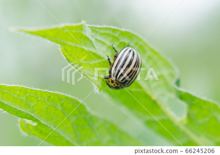 Colorado bug on green sheet 66245206