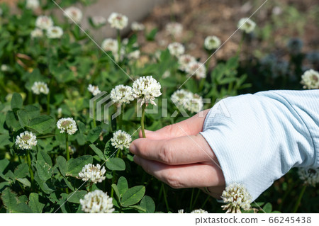 女人採摘白三葉草 5月 照片素材 圖片 圖庫