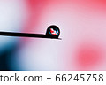 A human embryo on the tip of a needle. Artificial insemination. A human embryo on the tip of a needle. Artificial insemination. 66245758